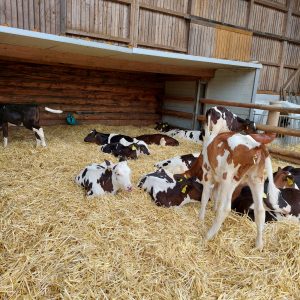 Hasenkammer Medebach