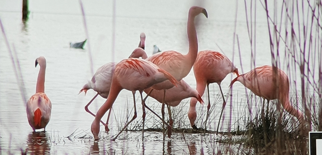 Flamingos