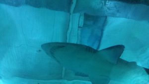 Seaquarium in Le Grau du roi