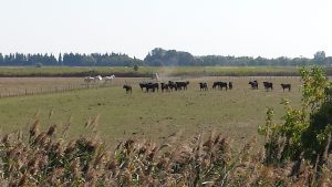 Camargue