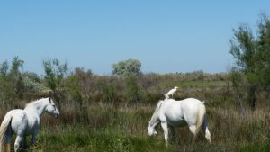 Camargue