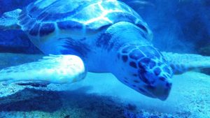 Seaquarium in Le Grau du roi