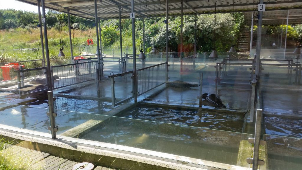 Seehundestation Norddeich