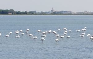 Camargue