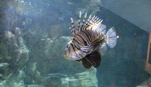 Seaquarium in Le Grau du roi