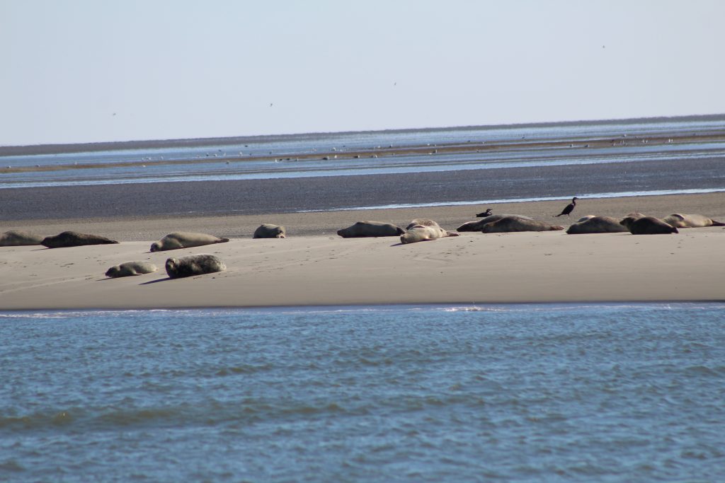 Seehundebänke vor Norddeich