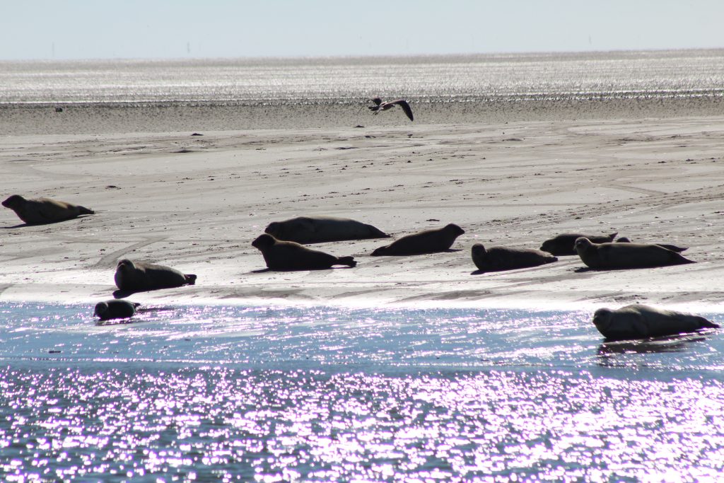 Seehundebänke vor Norddeich