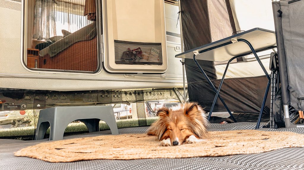 Hund im Urlaub verloren