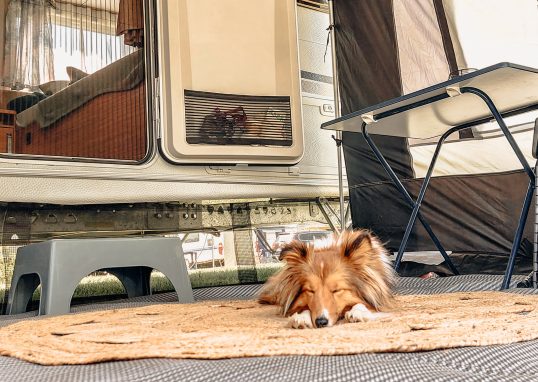 Hund im Urlaub verloren