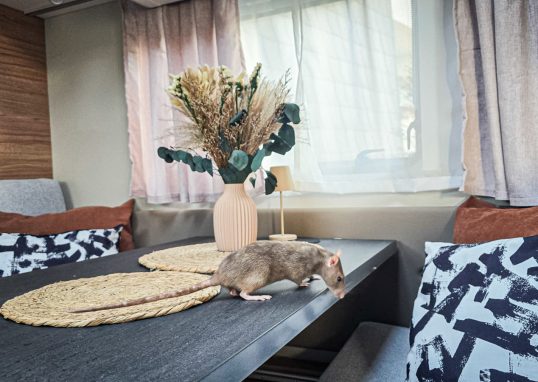 Ratte im Camper