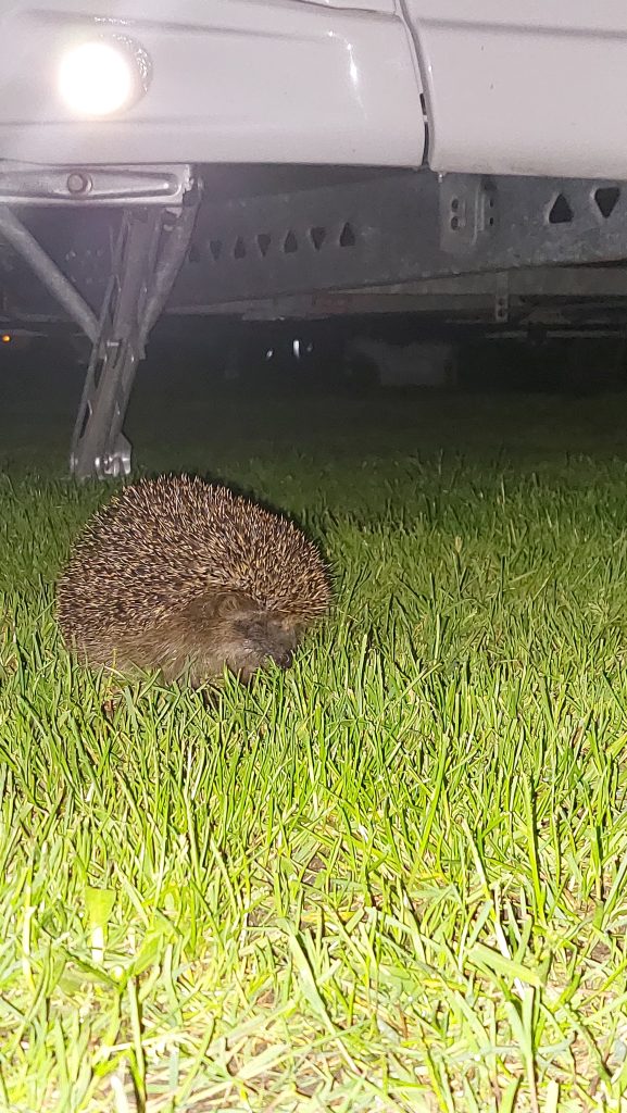 Igel